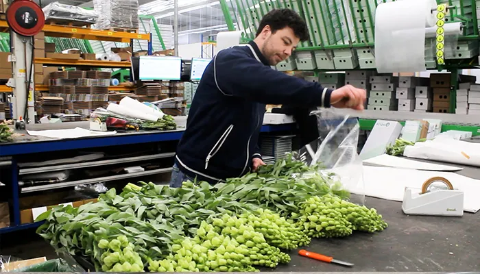 Holex Flower inpak hal- Werken in de Bloemenhandel